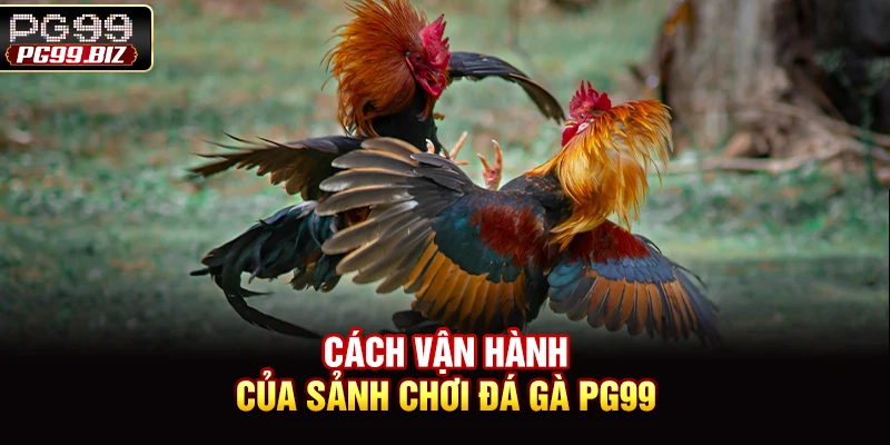 Cách vận hành của sảnh chơi đá gà PG99